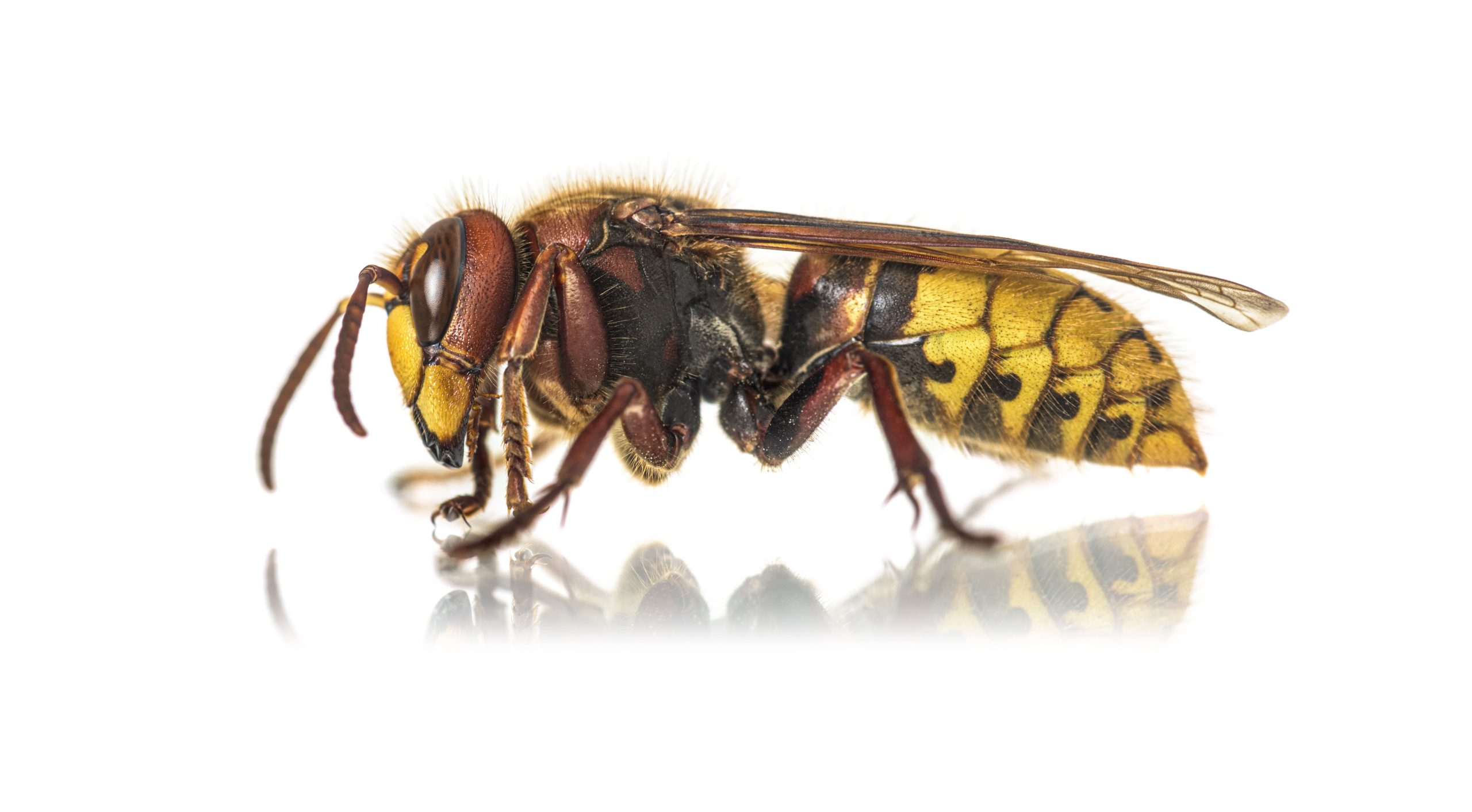 darázsirtás balaton